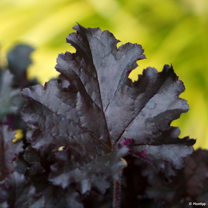 Heuchera Dark Secret (Fogliame)