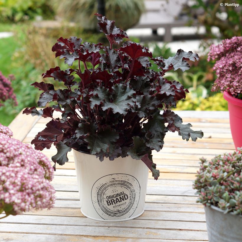 Heuchera Dark Secret (Porto)