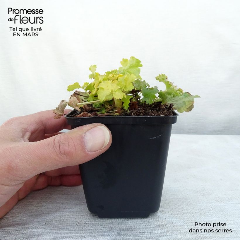 Heuchère - Heuchera Lime Rickey Godet de 9cm esemplare consegnato in inverno