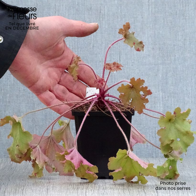 Heuchère - Heuchera Marmelade en godet de 9 cm esemplare consegnato in inverno