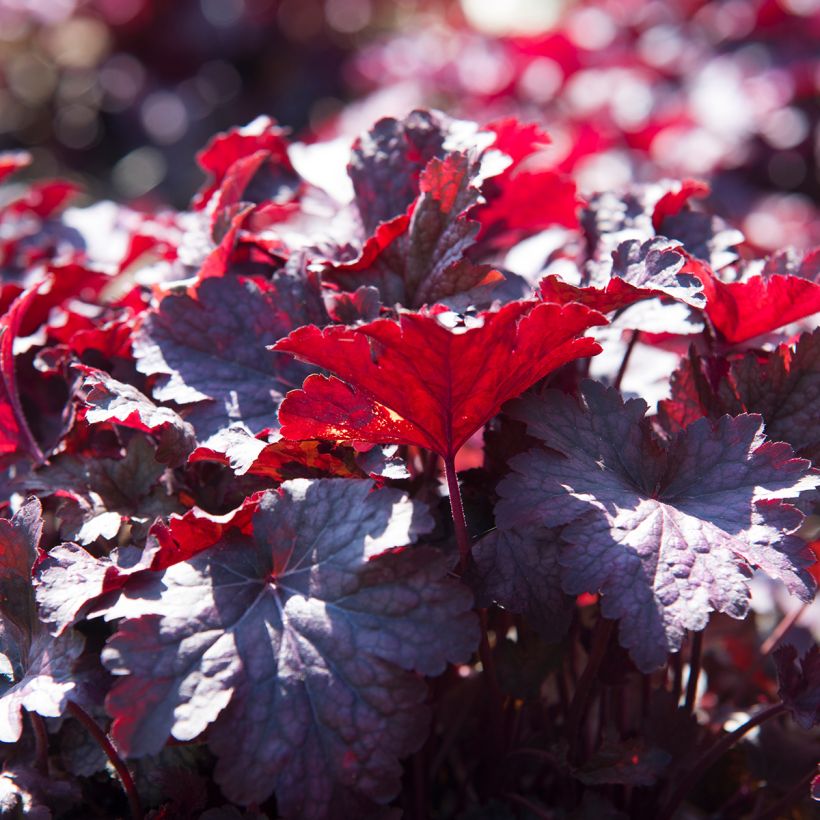 Heuchera Obsisian (Fogliame)