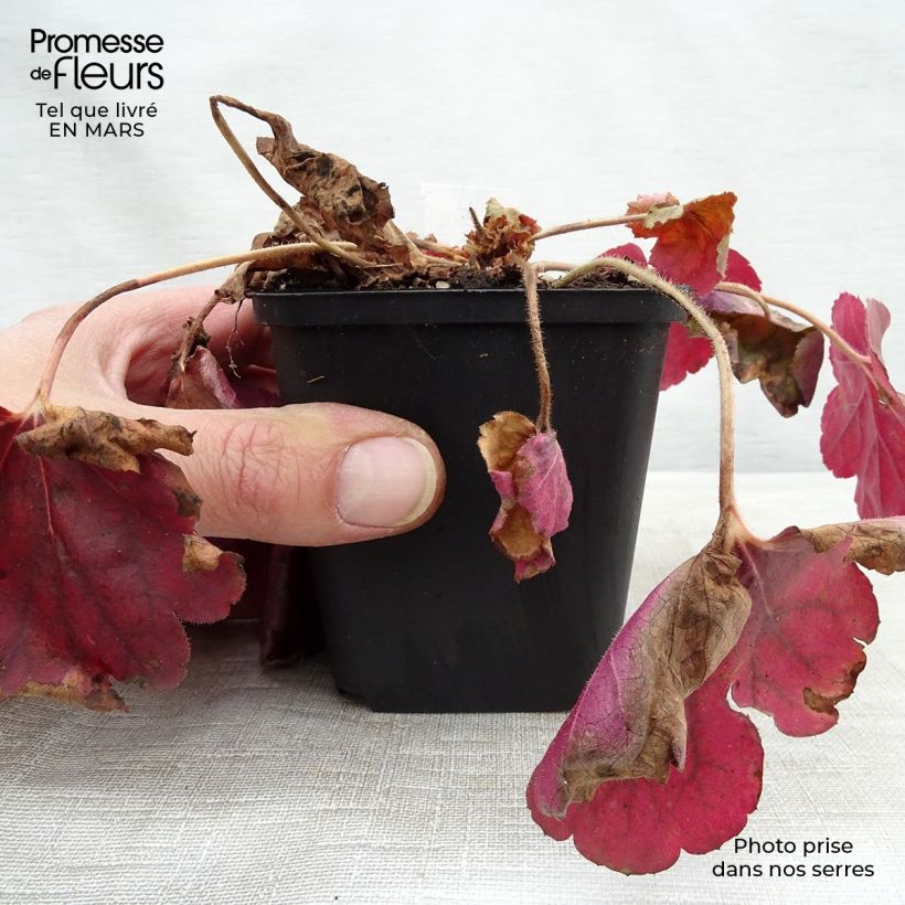 Heuchère - Heuchera Pink Pearls Godet de 9cm esemplare consegnato in inverno