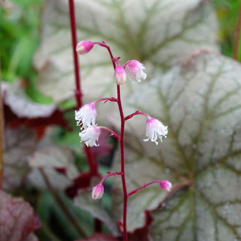 Heuchera Pinot Gris (Fioritura)