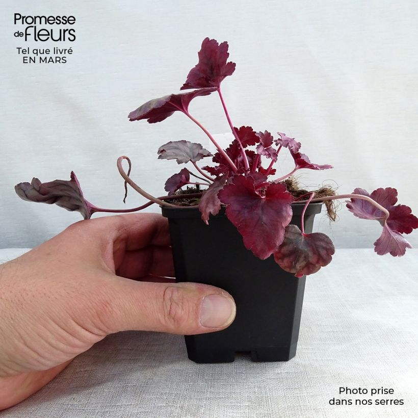 Heuchère - Heuchera Plum Royale Godet de 9cm esemplare consegnato in inverno