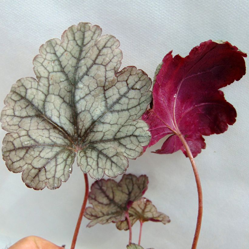 Heuchera Prince of Silver (Fogliame)