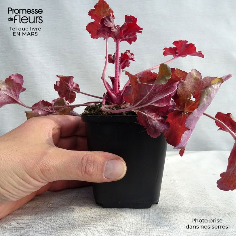 Heuchère - Heuchera Red Sea® Godet de 9cm esemplare consegnato in inverno