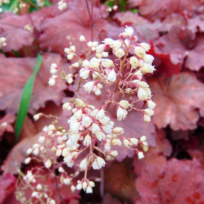 Heuchera Rio (Fioritura)