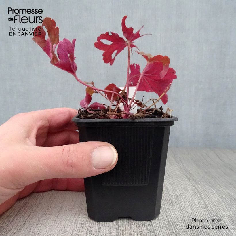 Heuchère - Heuchera Rio® Godet de 9cm esemplare consegnato in inverno