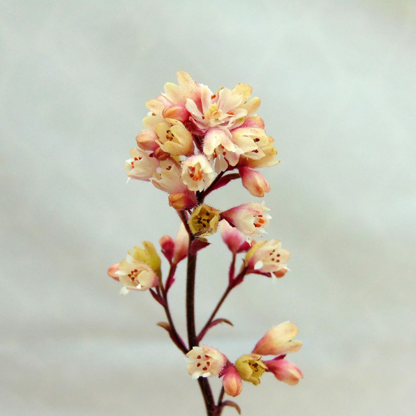 Heuchera Silver Scrolls (Fioritura)