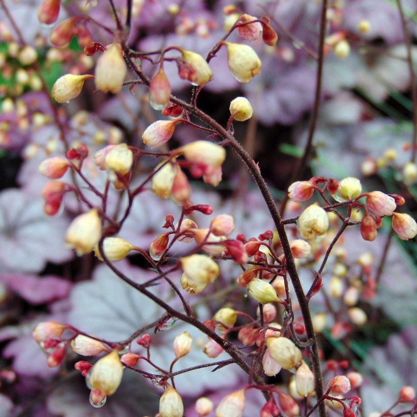 Heuchera Sugar Plum (Fioritura)