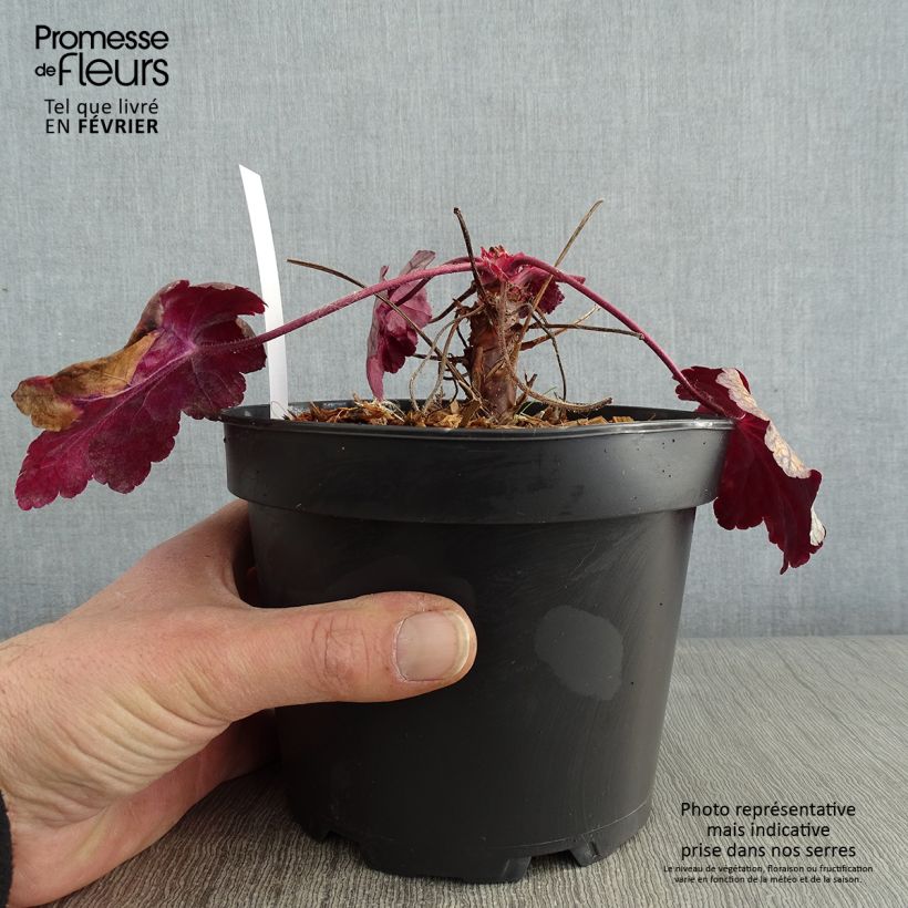 Heuchère - Heuchera Sugar Plum en pot de 2L/3L esemplare consegnato in inverno