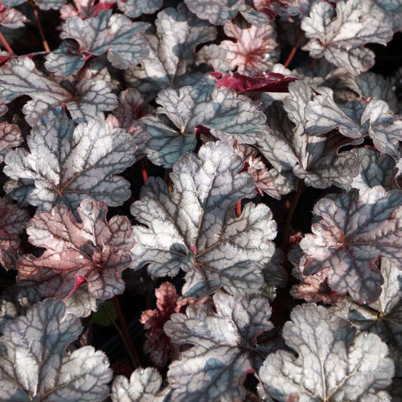 Heuchère - Heuchera Timeless Treasure (Fogliame)