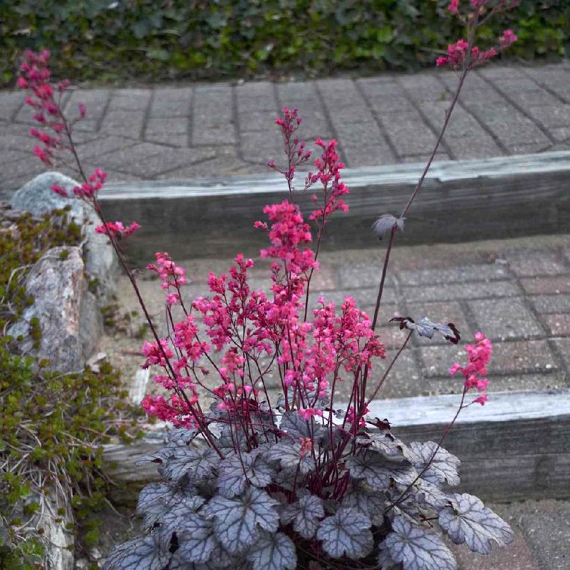 Heuchère - Heuchera Timeless Treasure (Porto)