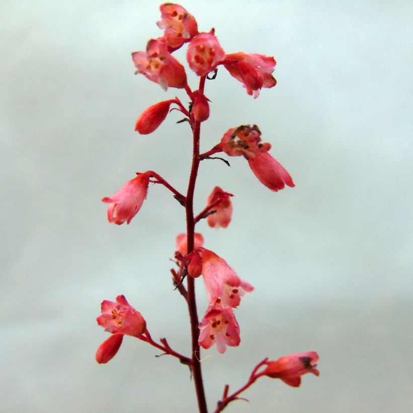 Heuchera Vienna (Fioritura)