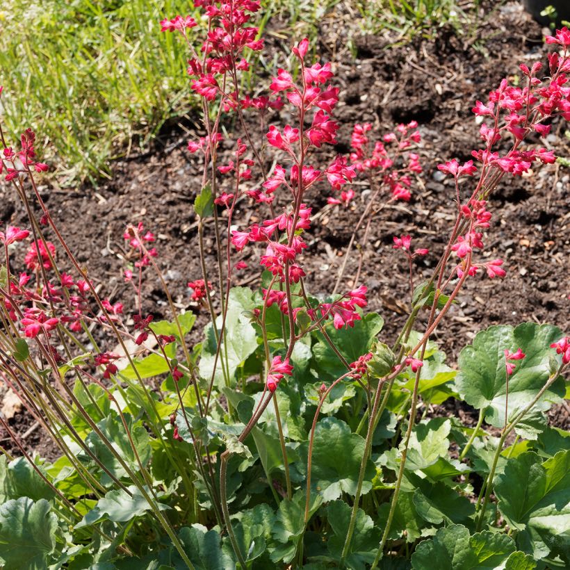 Heuchera Pluie de Feu (Porto)