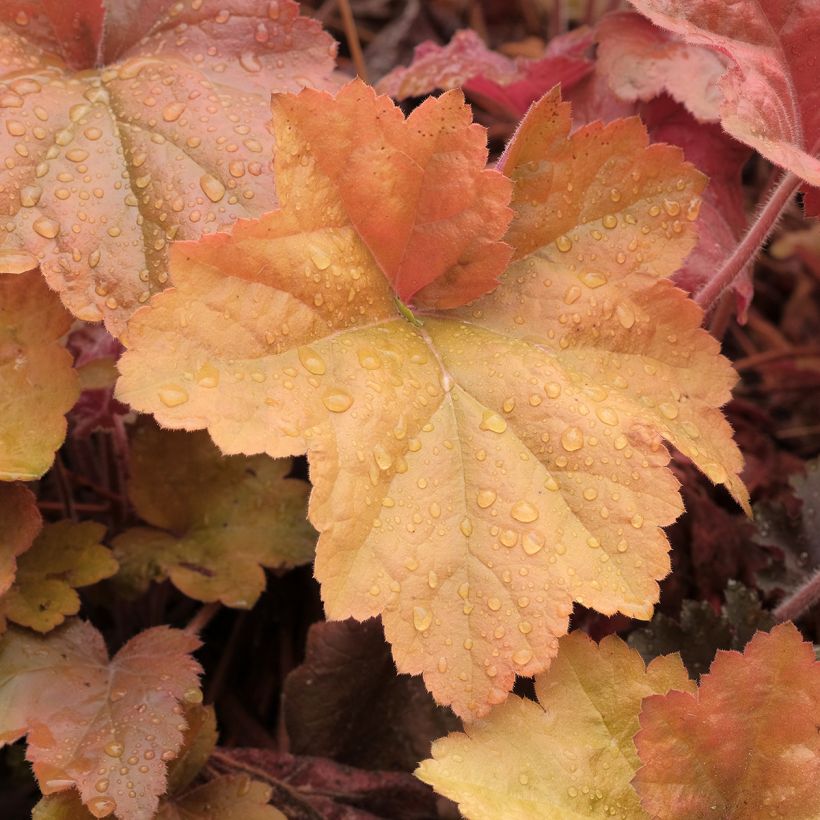 Heuchera Southern Comfort (Fogliame)