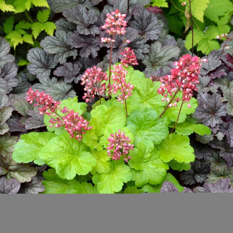 Heuchera Little Cuties Sweet Tart (Porto)