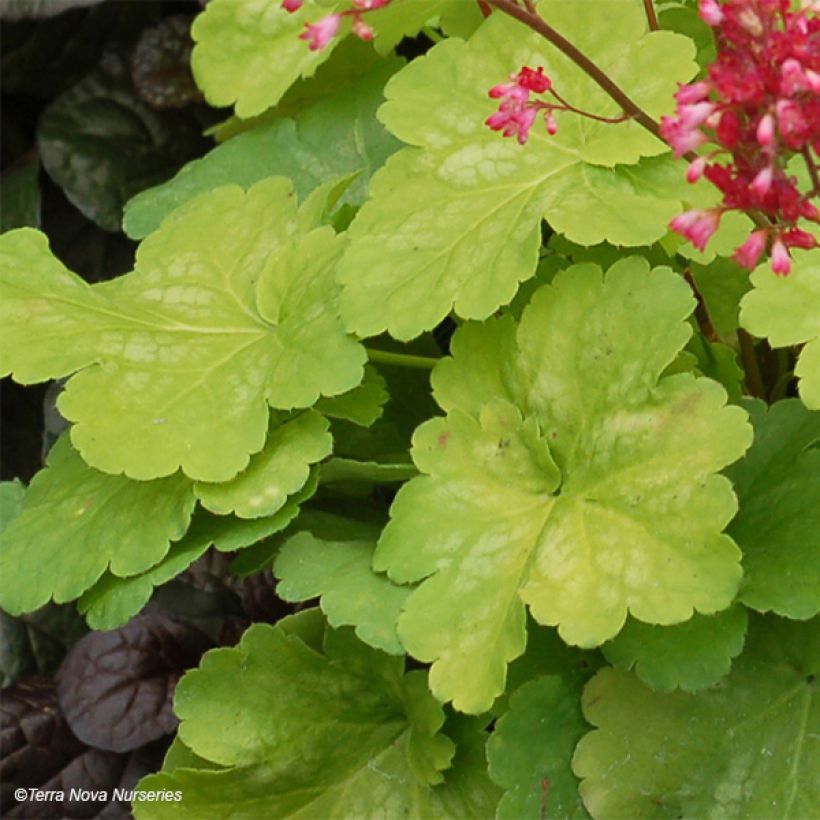 Heuchera Little Cuties Sweet Tart (Fogliame)