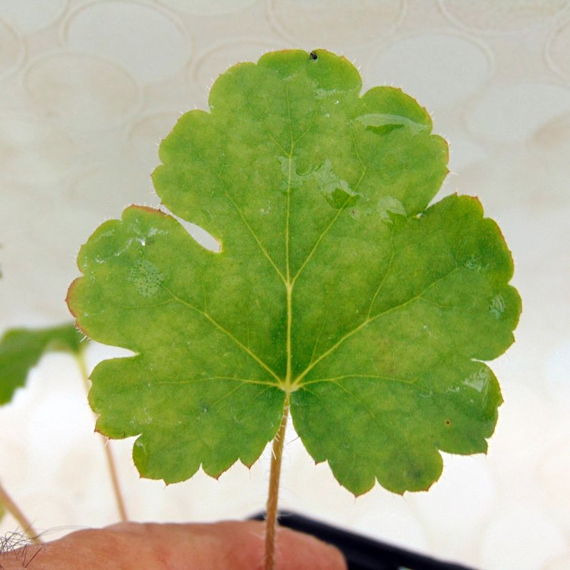 Heuchera sanguinea Leuchtkäfer - Campane di corallo (Fogliame)