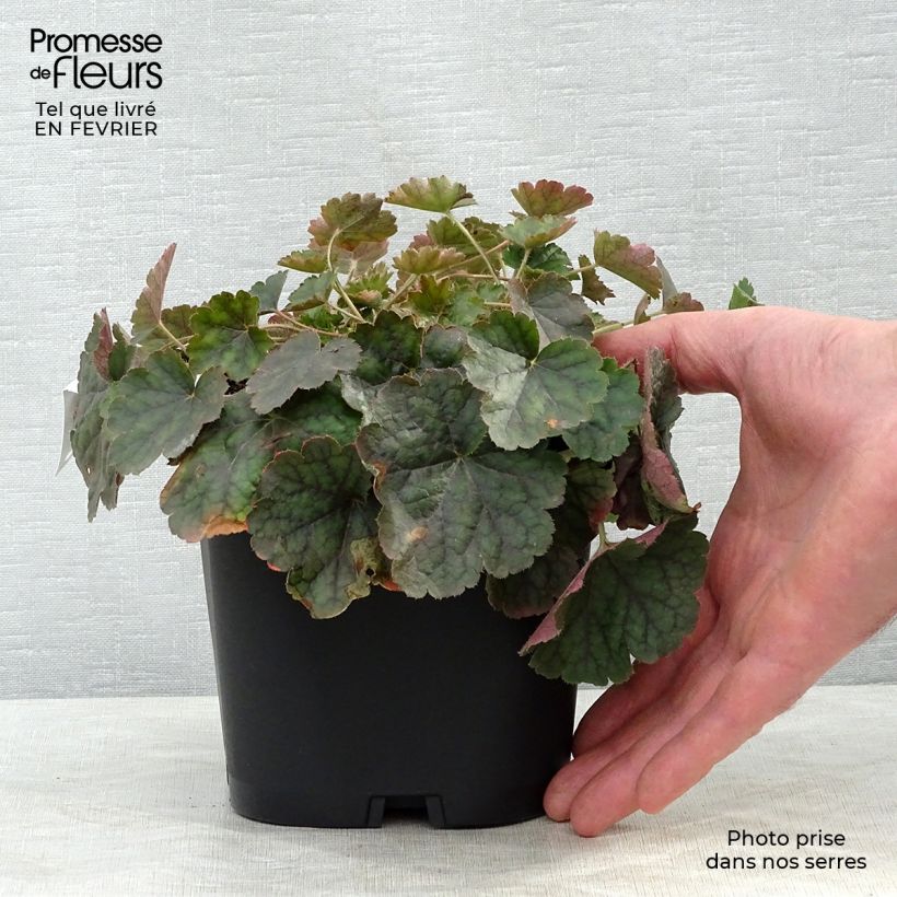 Heuchère rouge sang - Heuchera sanguinea Leuchtkäfer en pot de 2/3 litres esemplare consegnato in inverno