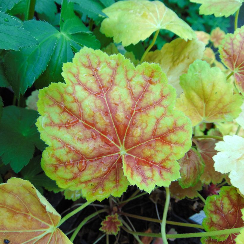 Heuchera Tiramisu (Fogliame)