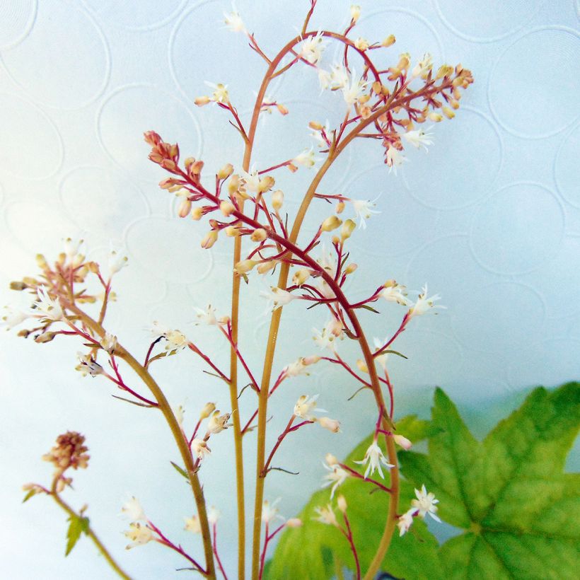 Heucherella Alabama sunrise (Fioritura)