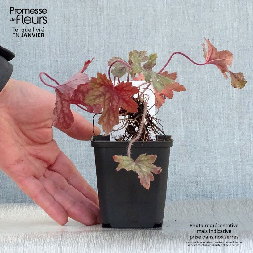 Heucherella Alabama sunrise Godet de 9cm esemplare consegnato in inverno