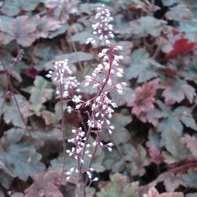 Heucherella Berry Fizz (Fioritura)