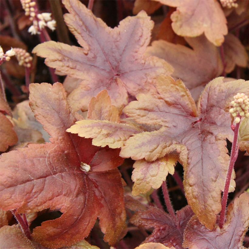 Heucherella Brass Lantern (Fogliame)