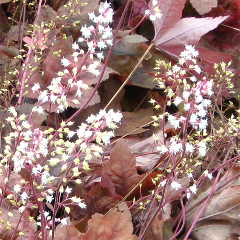 Heucherella Brass Lantern (Fioritura)