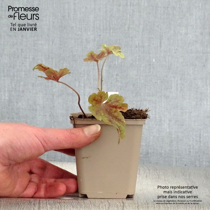 Heucherella Buttered Rum Godet de 9cm esemplare consegnato in inverno