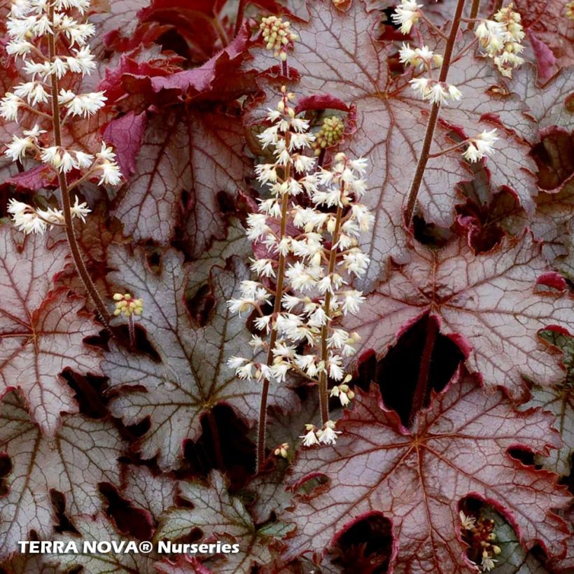 Heucherella Cracked Ice (Fogliame)