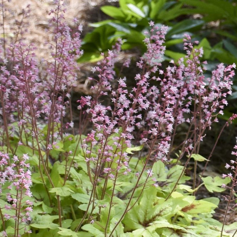 Heucherella Eye Spy (Fioritura)