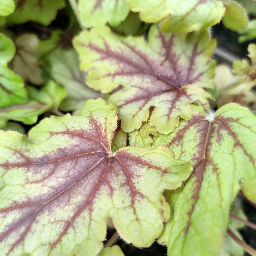 Heucherella Eye Spy (Fogliame)