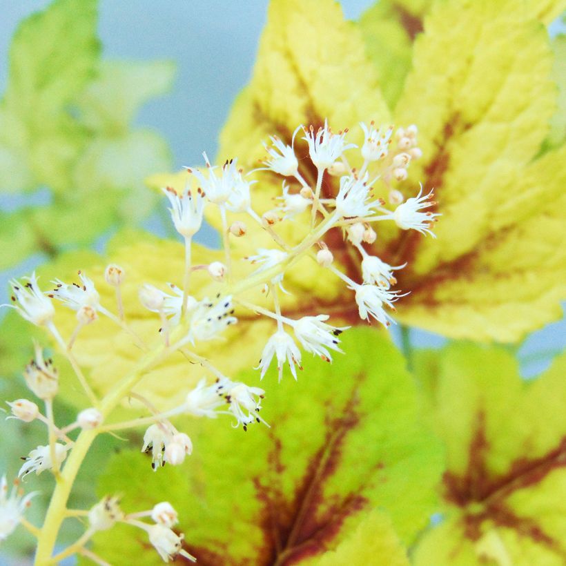 Heucherella Golden Zebra (Fioritura)