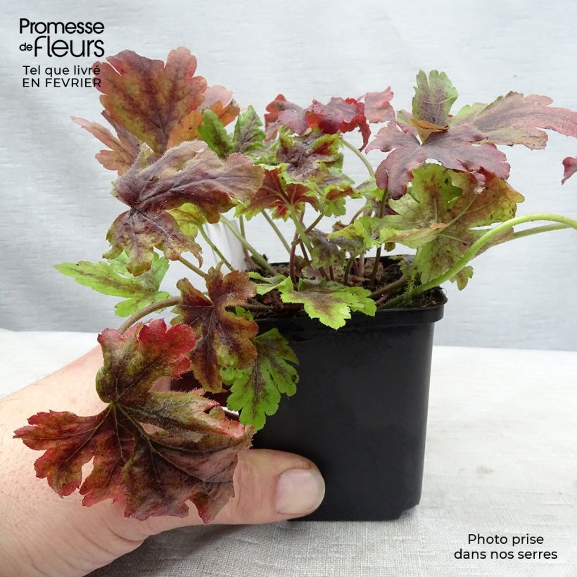 Heucherella Golden Zebra Godet de 9cm esemplare consegnato in inverno