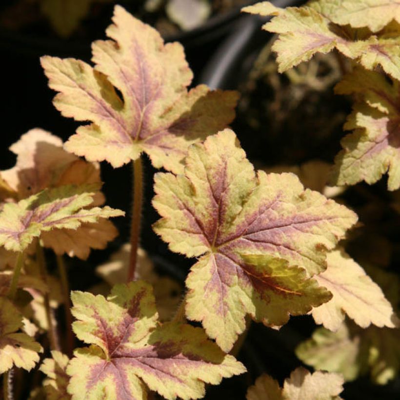 Heucherella Golden Zebra (Fogliame)