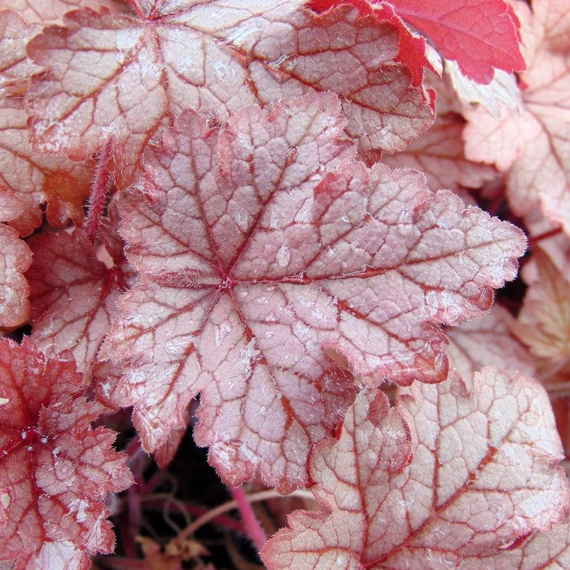 Heucherella Honey Rose (Fogliame)