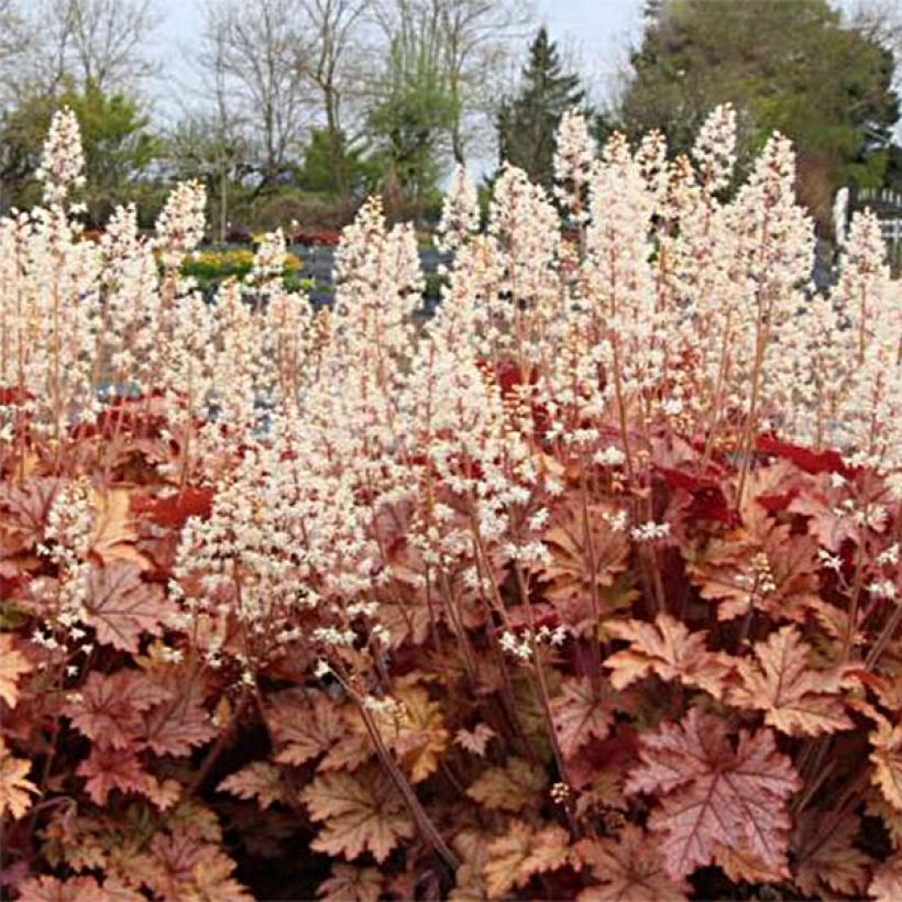 Heucherella Honey Rose (Fioritura)