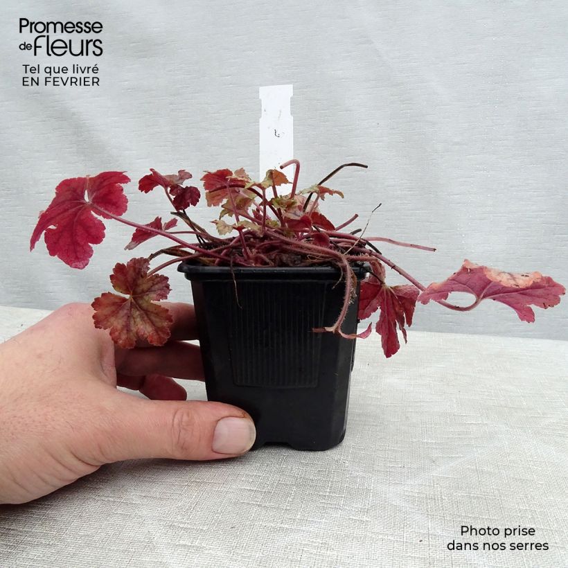 Heucherella Honey Rose en godet de 9 cm esemplare consegnato in inverno