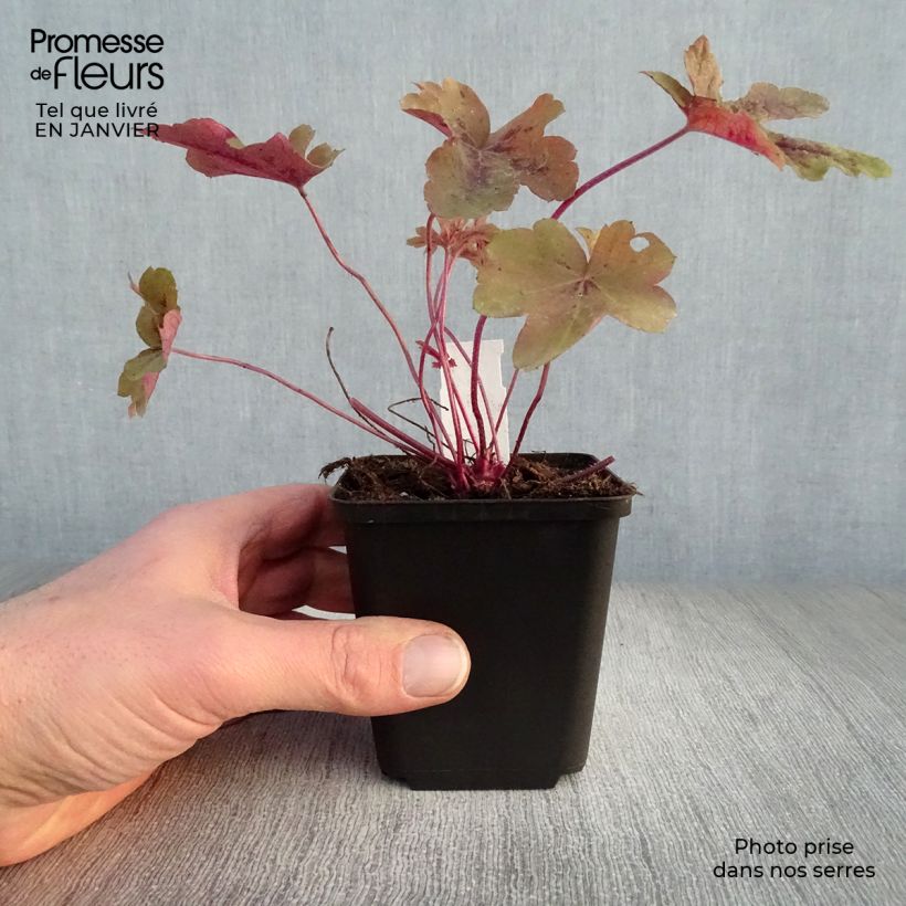 Heucherella Red Rover Godet de 9cm esemplare consegnato in inverno