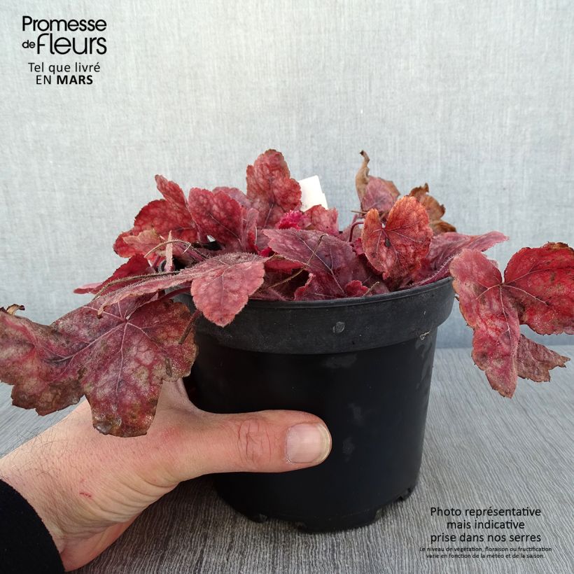 Heucherella Redstone Fall en pot de 2L/3L esemplare consegnato in inverno