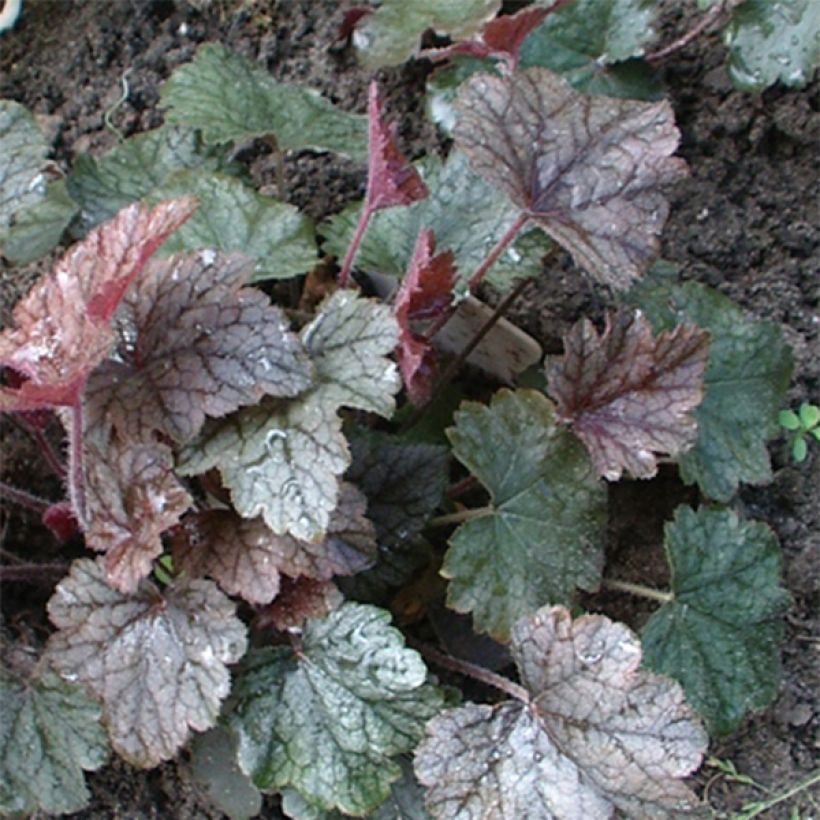 Heucherella Silver Streak (Fogliame)