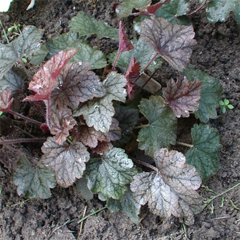 Heucherella Silver Streak (Porto)