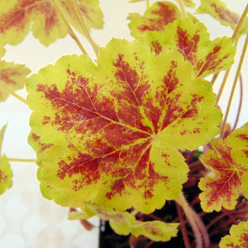 Heucherella Solar Eclipse (Fogliame)