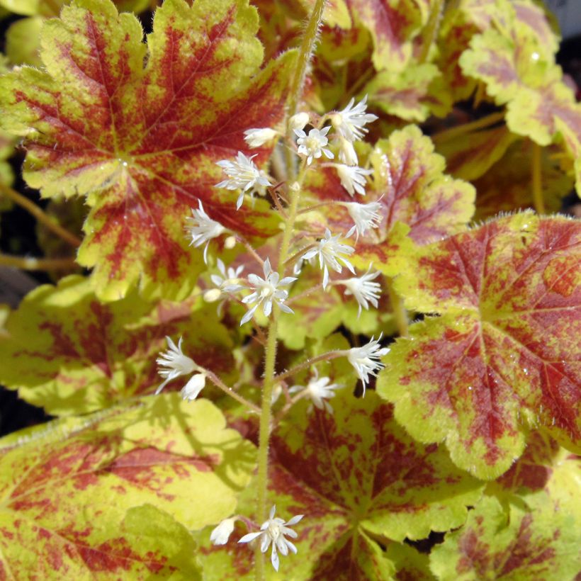 Heucherella Solar Eclipse (Fioritura)