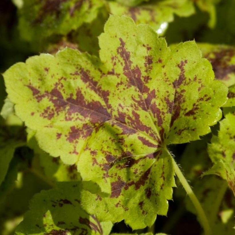 Heucherella Solar Power (Fogliame)