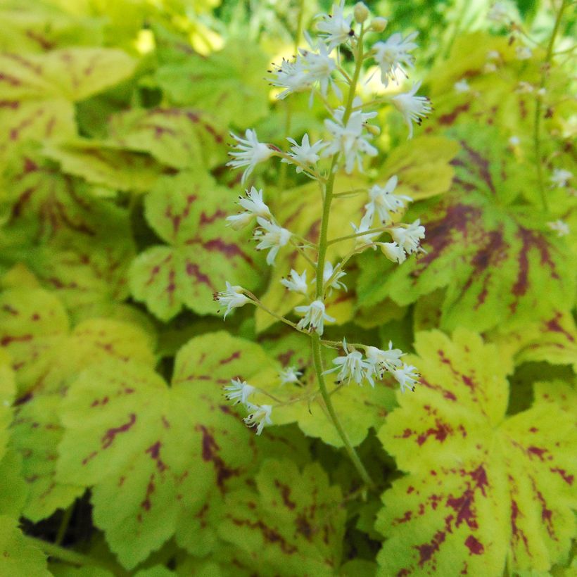 Heucherella Solar Power (Fioritura)