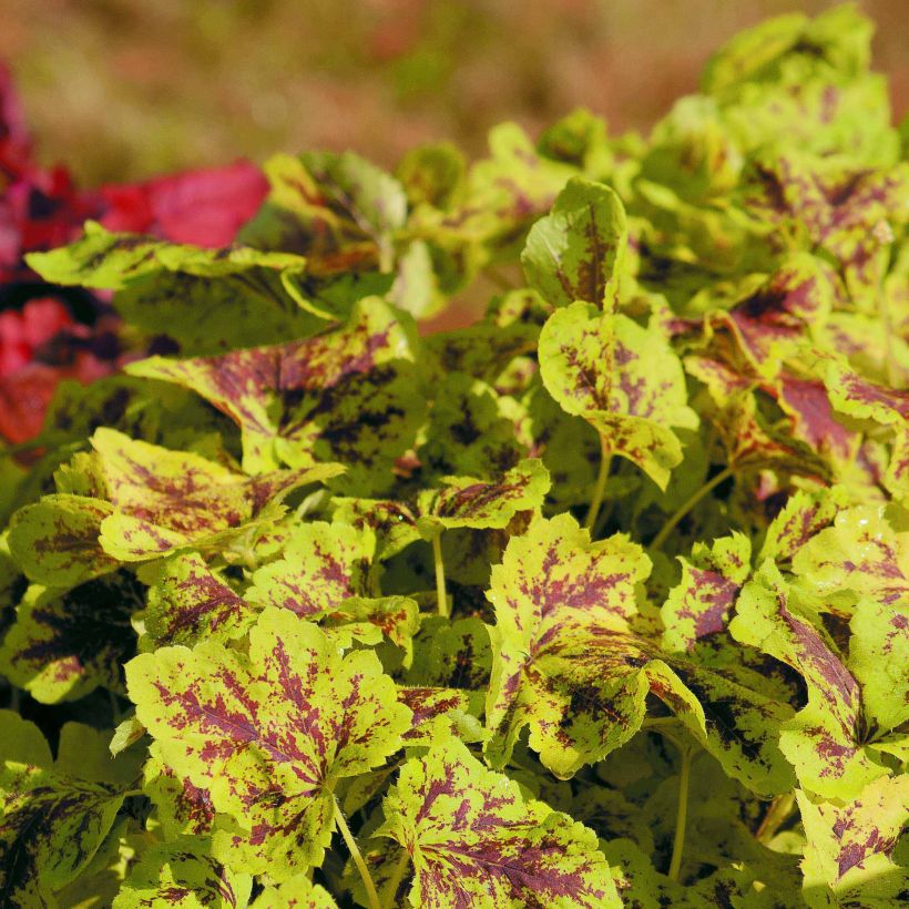 Heucherella Solar Power (Porto)