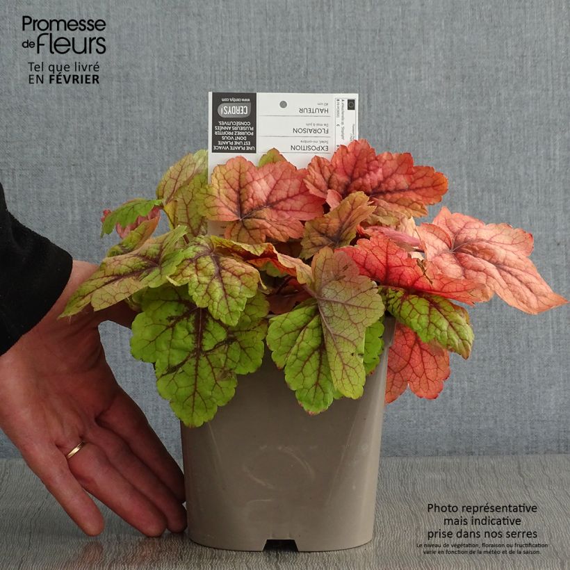 Heucherella Stoplight en pot de 2L/3L esemplare consegnato in inverno